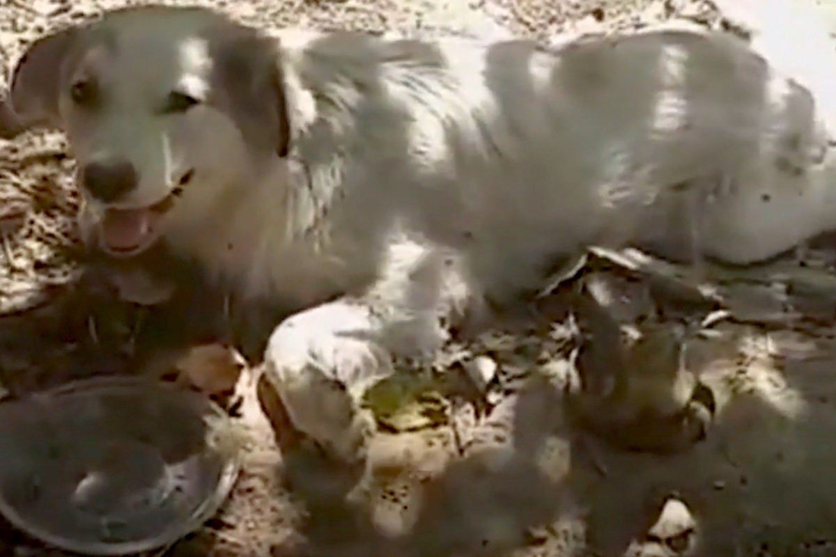 Cane randagio investito viene salvato da un passante