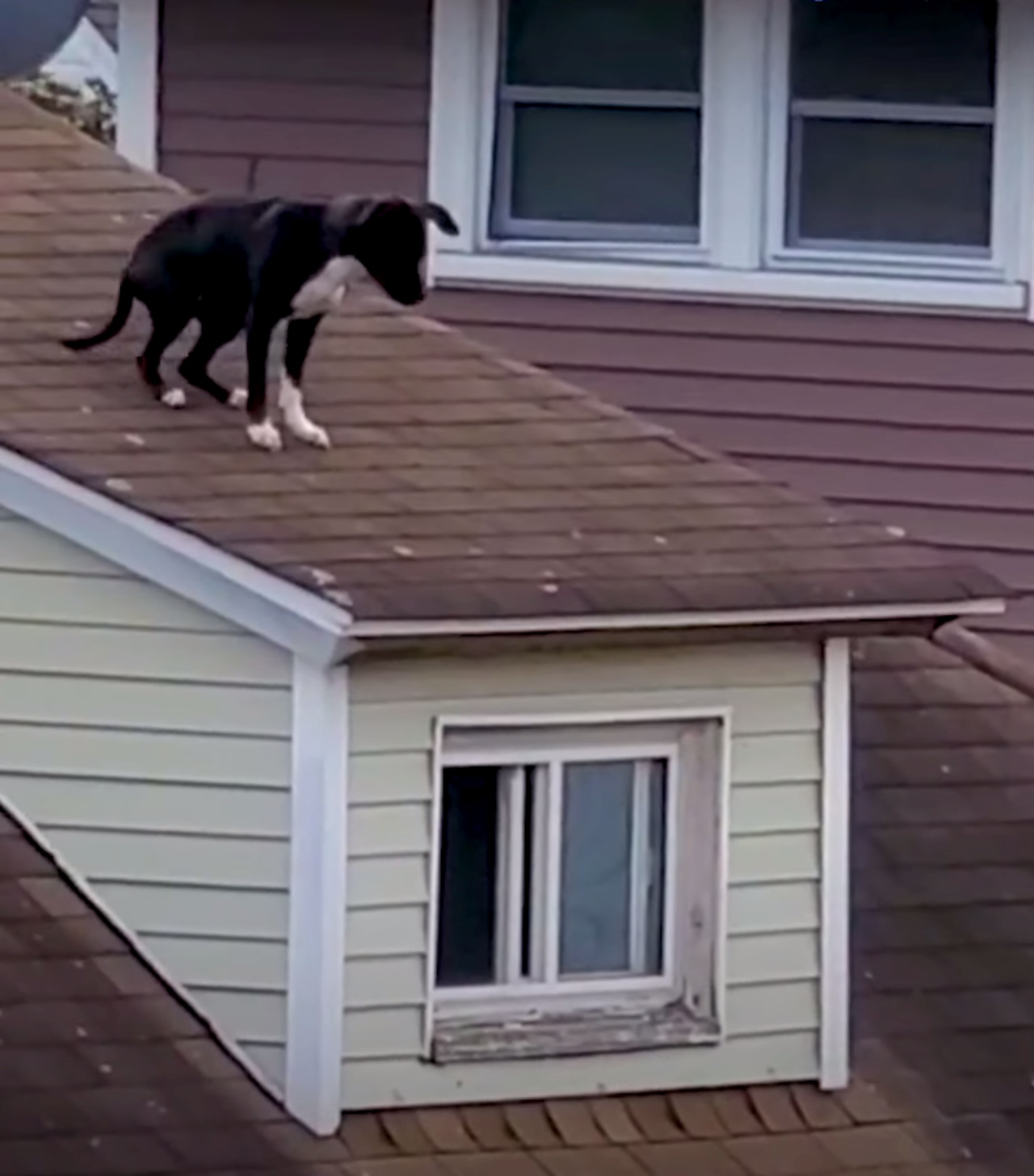 Cane sul tetto salvato