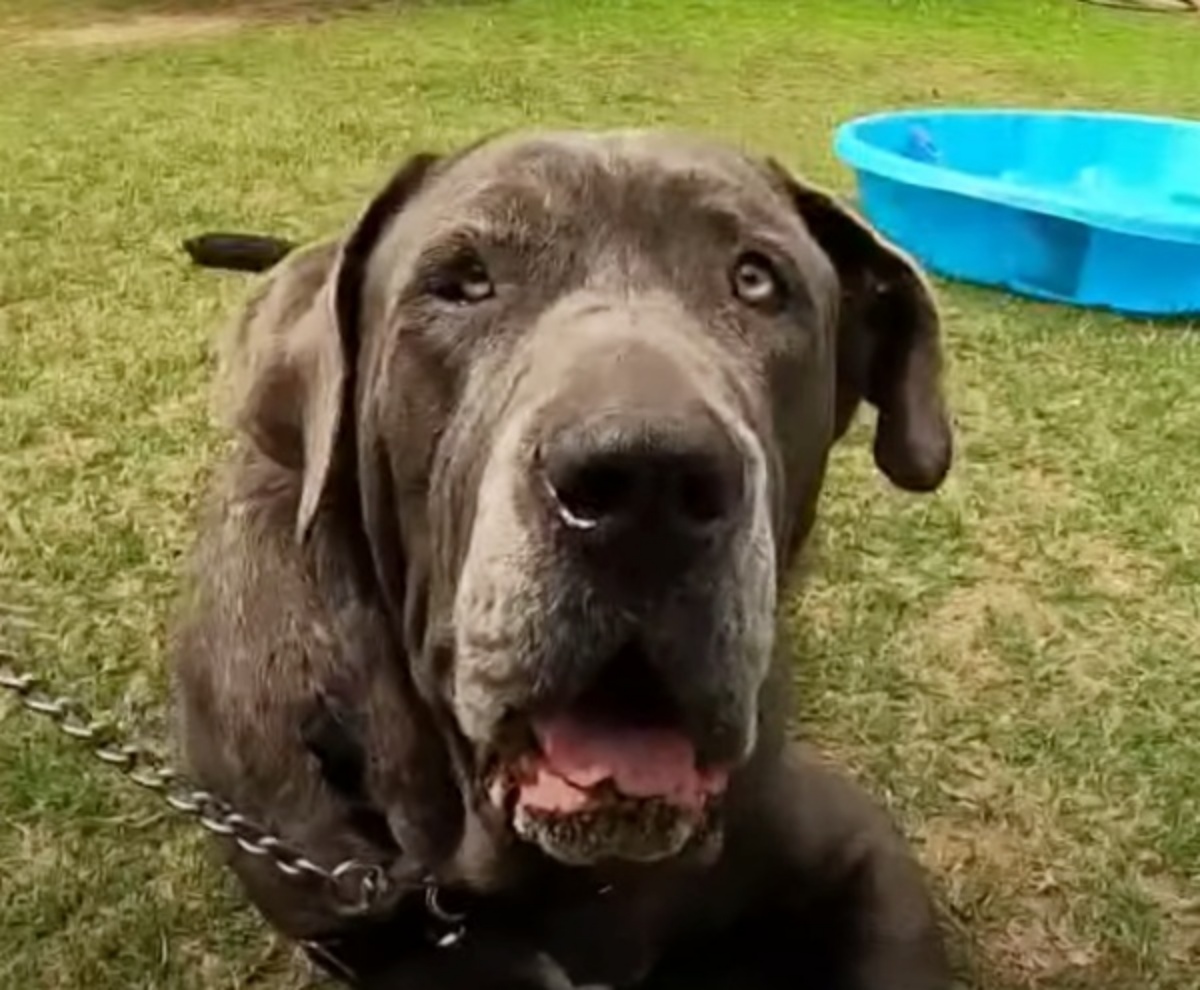 Charlie, il mastino trova famiglia