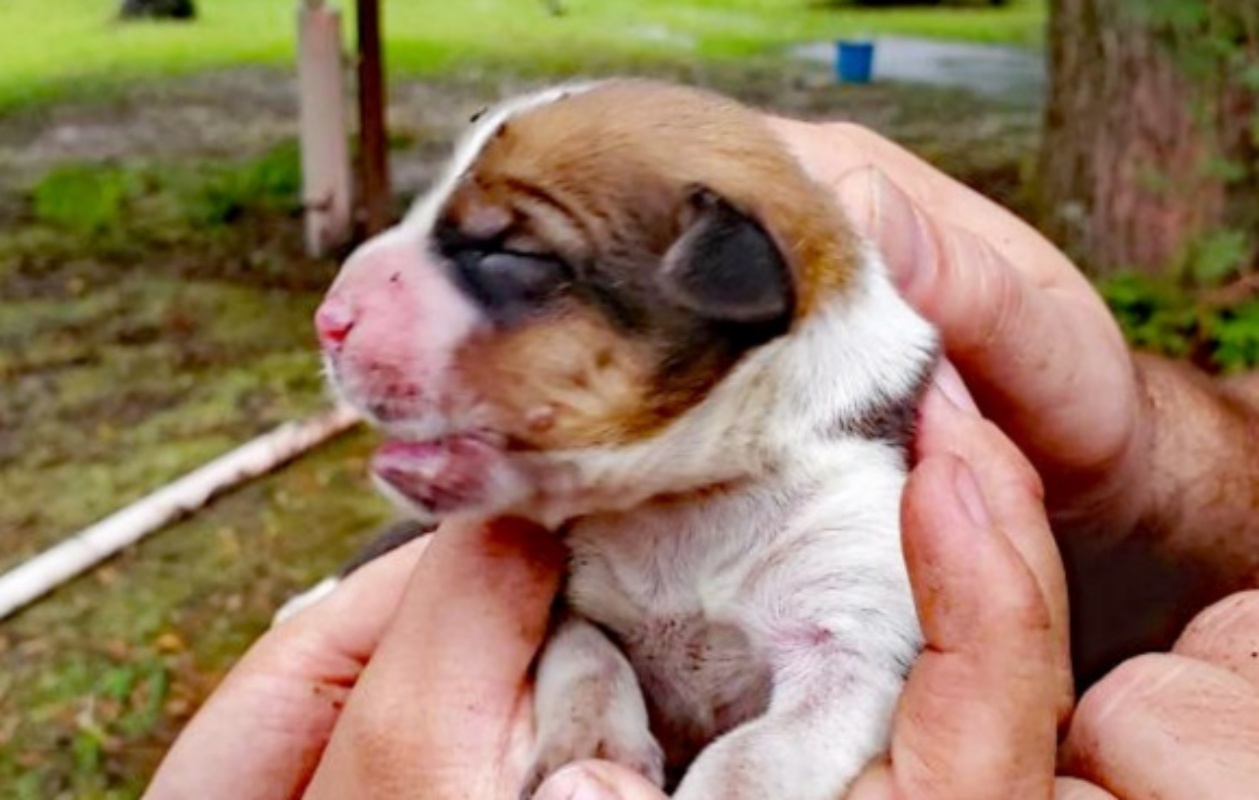 Salvati cuccioli in un canale 