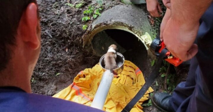 Salvati cuccioli in un canale