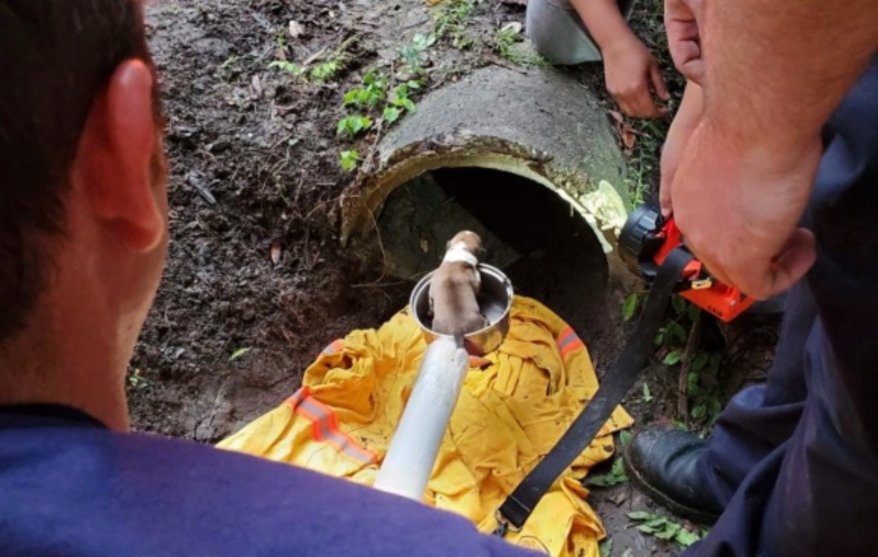 Salvati cuccioli in un canale