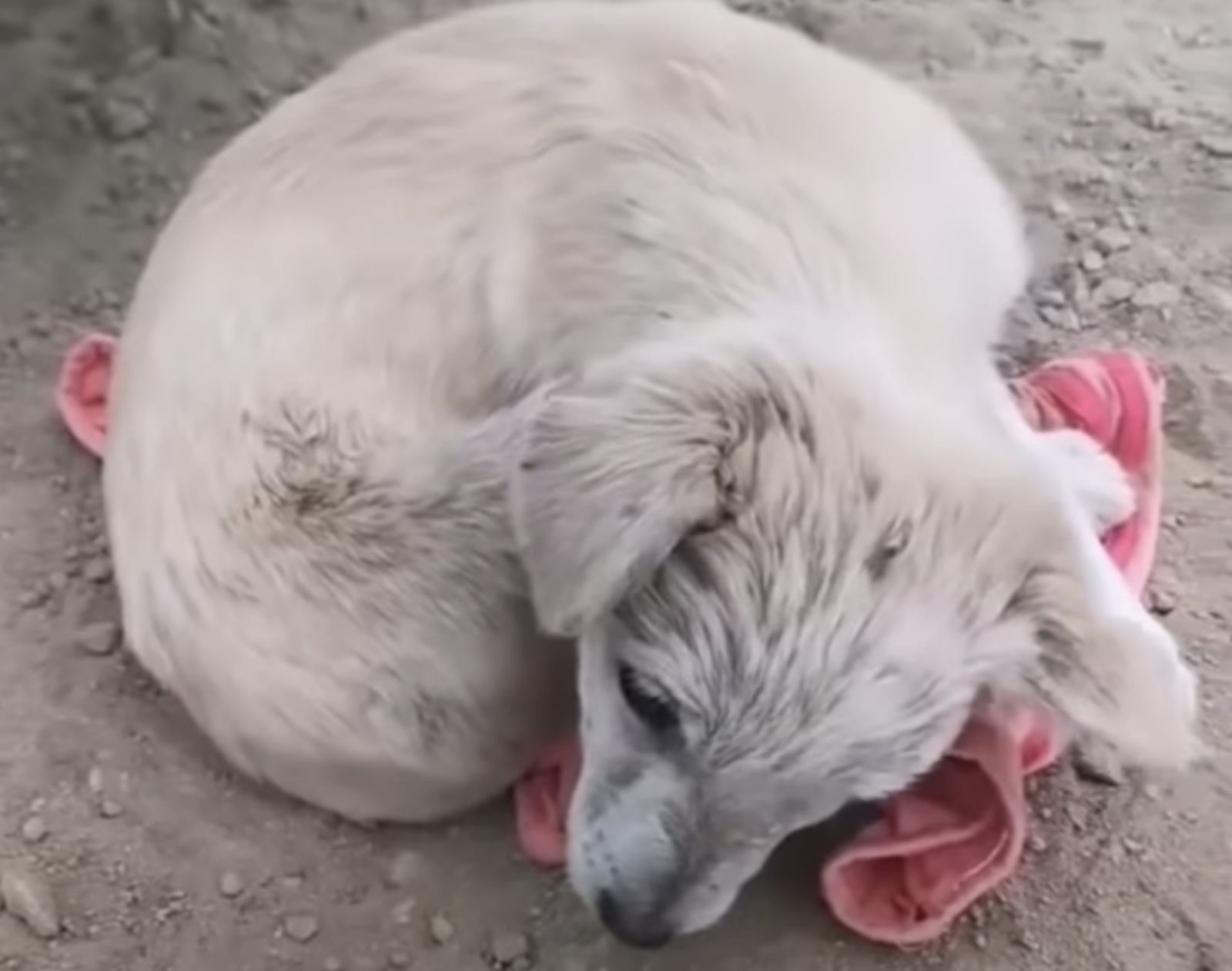 Cucciolo di 5 mesi abbandonato