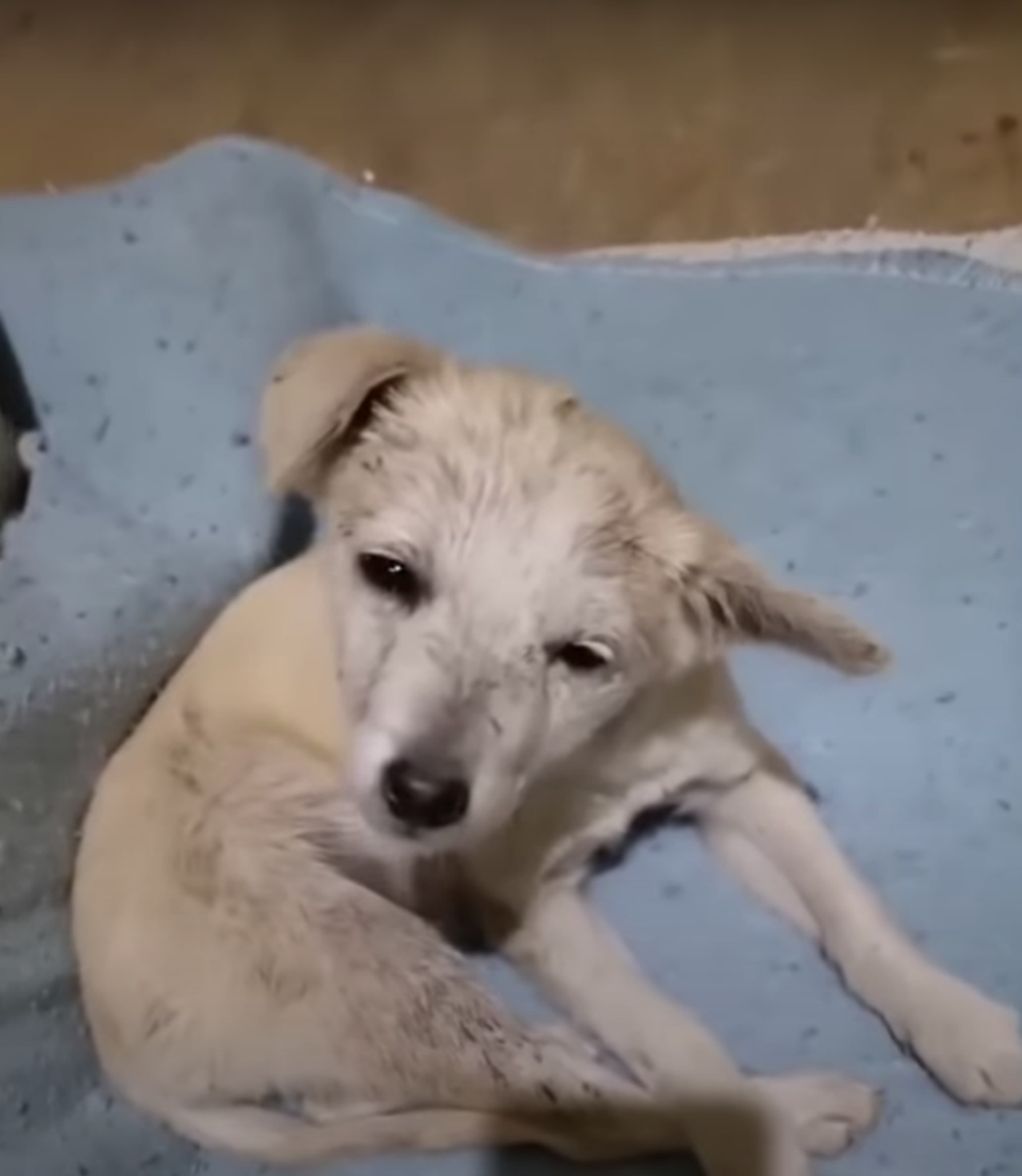 Cucciolo di 5 mesi abbandonato