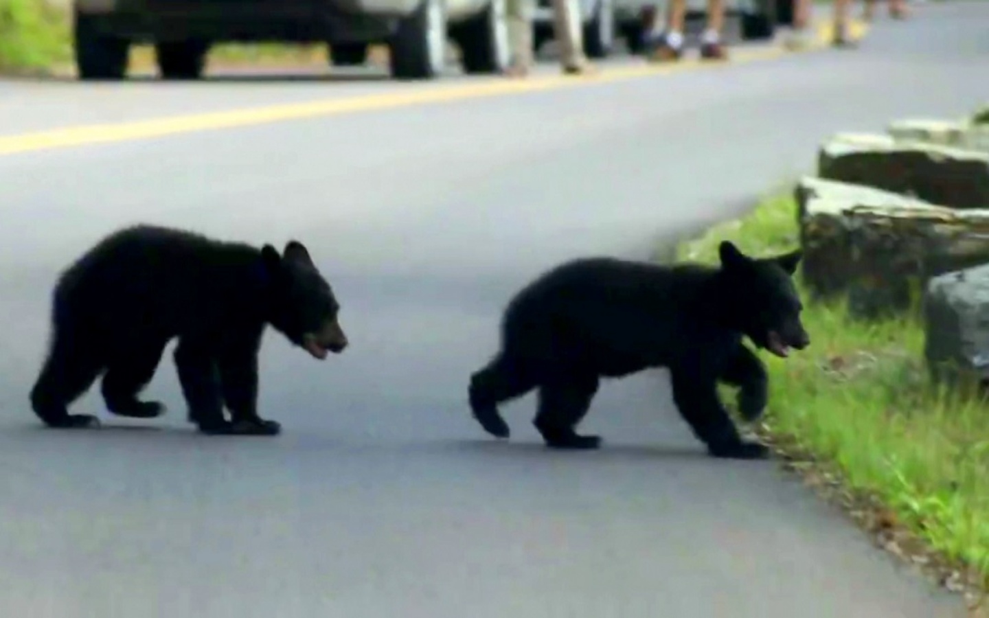 David Peterson riprende due cuccioli di orso che giocano in strada