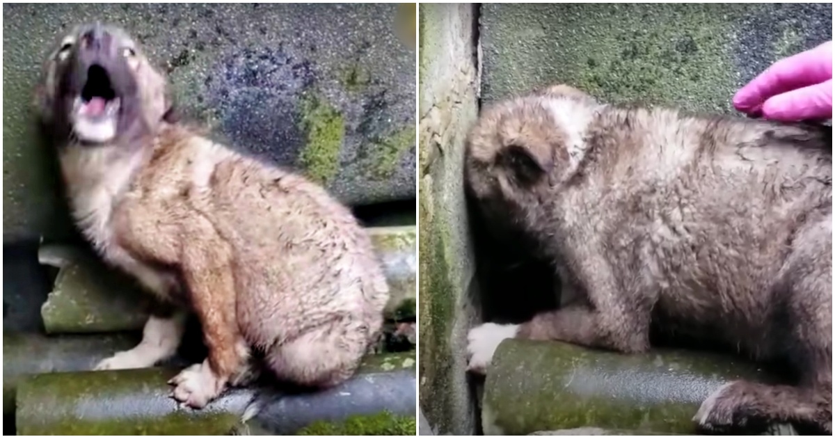 La storia di Dymka, il cagnolino che si nascondeva per la paura