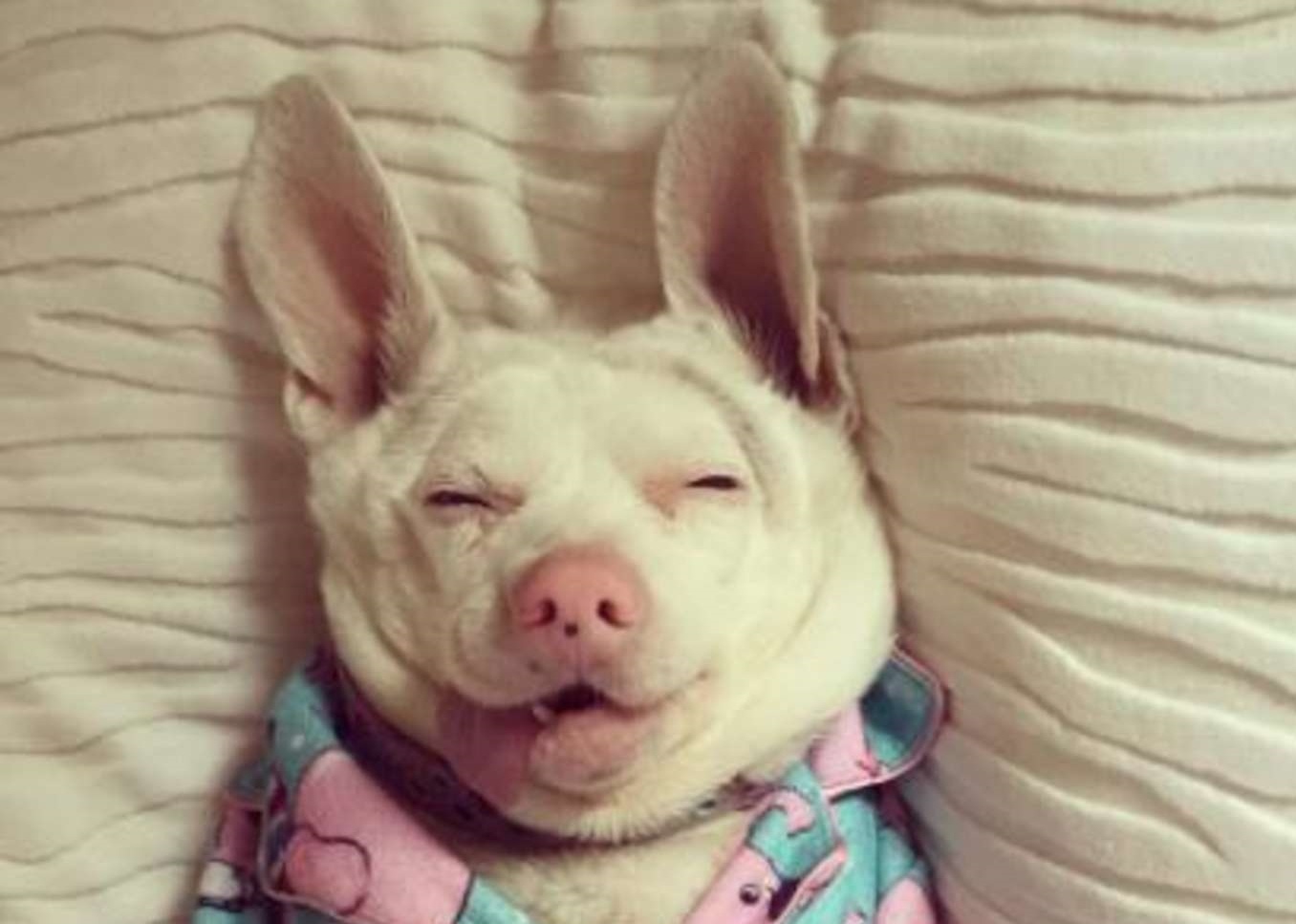 La condizione di Flans, la cagnolina nata da due fratelli