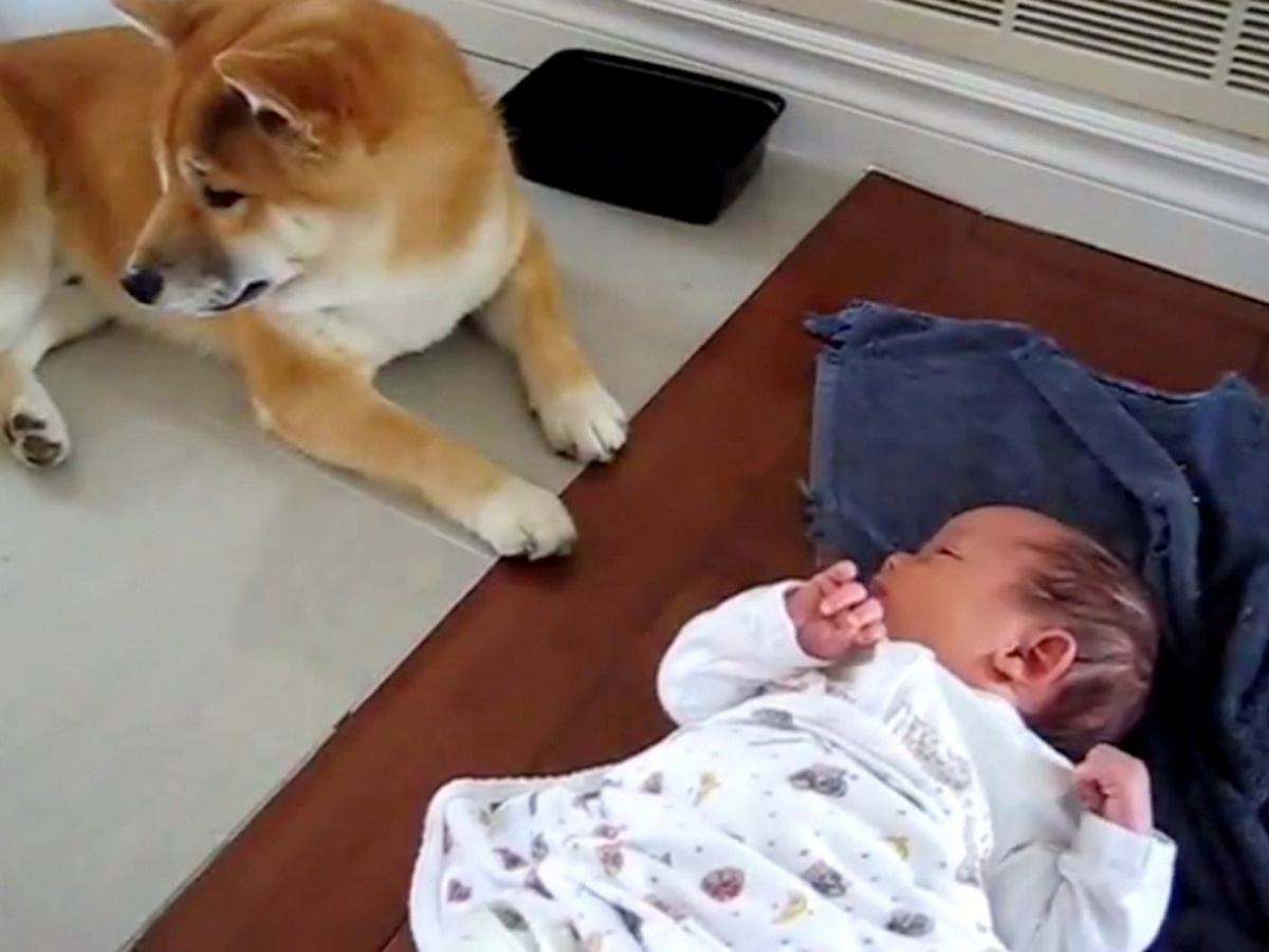Il cane Kenzo