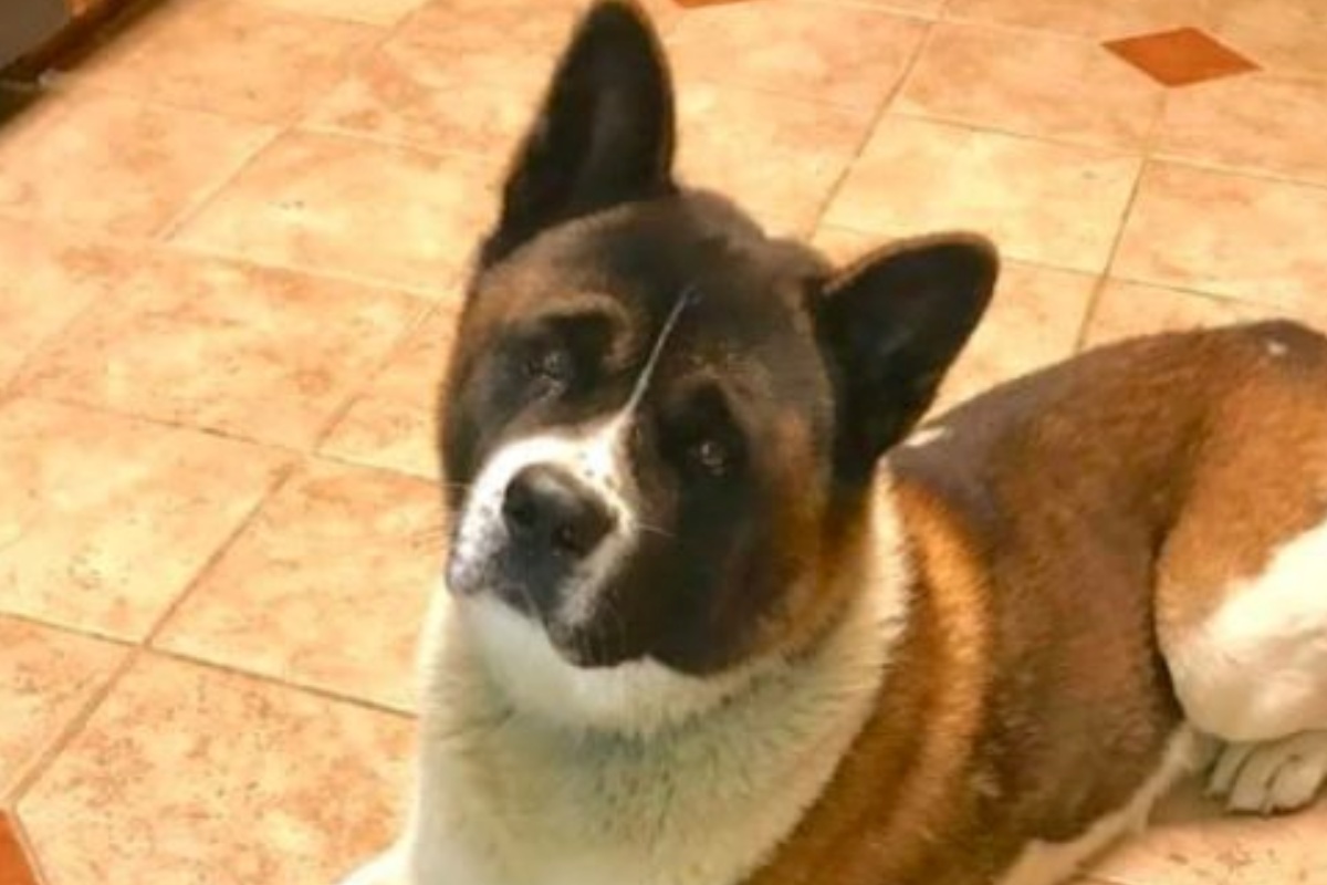 Koda, il cucciolo di Akita rubato per ben due volte dalla sua abitazione
