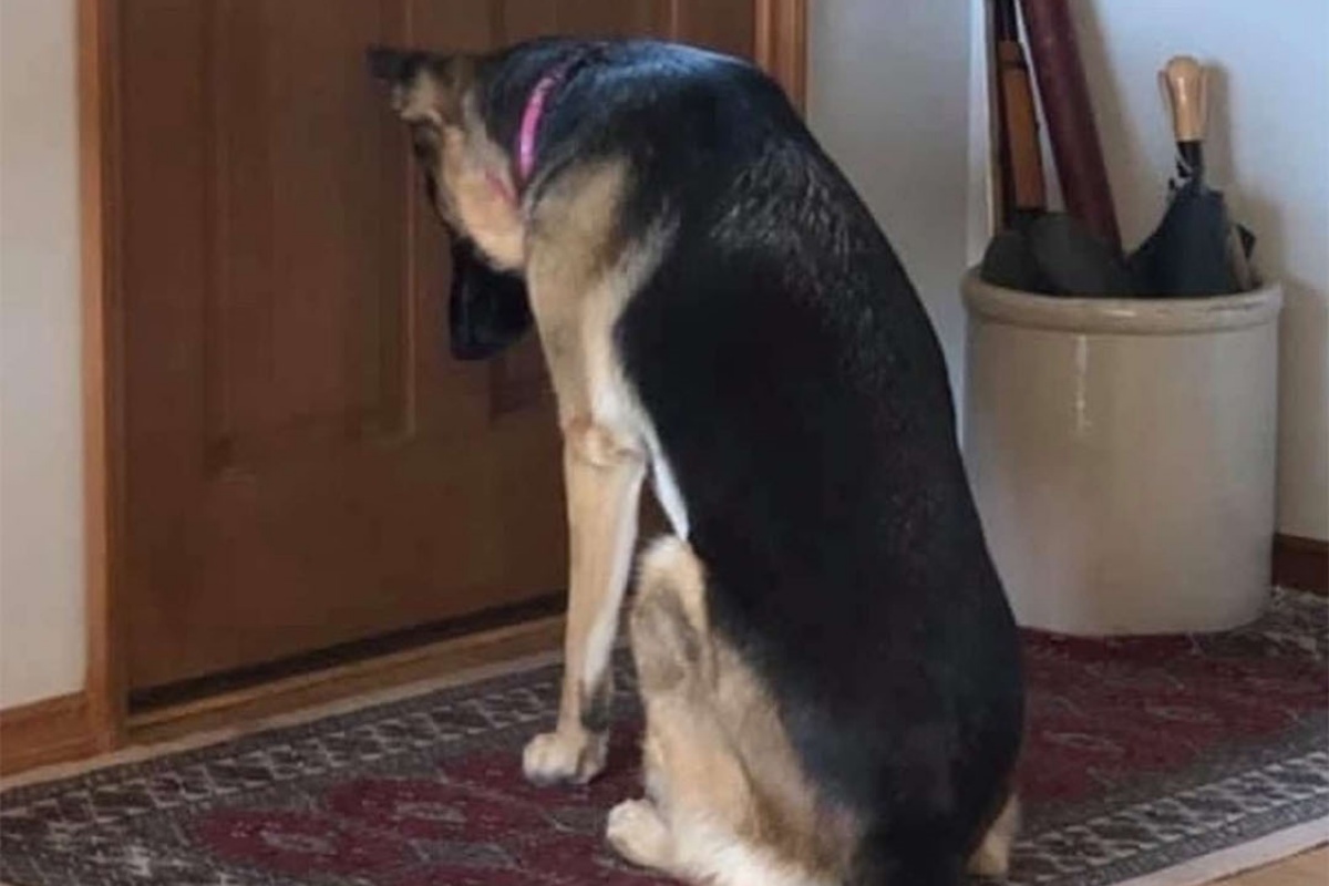 Leia, la cagnolina aspetta davanti alla porta il papà che torna dall’ospedale