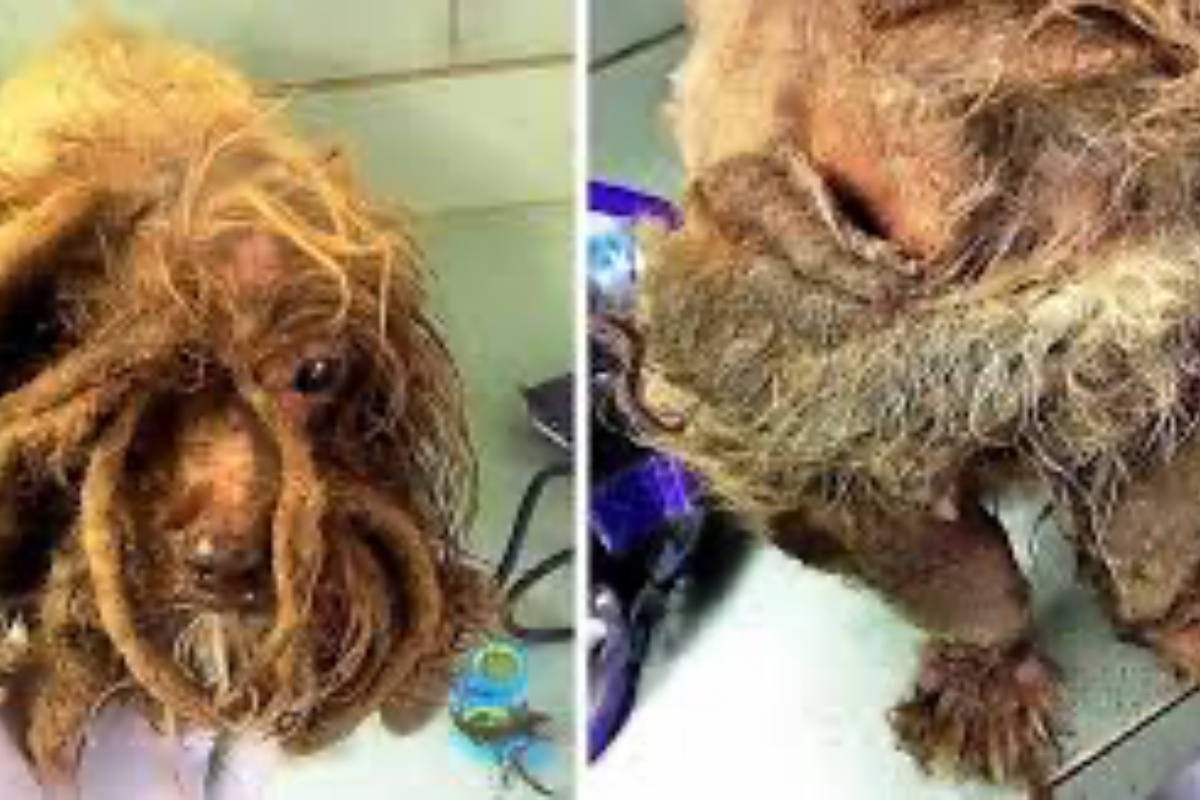 La trasformazione di Millie: ha vissuto da randagia per anni