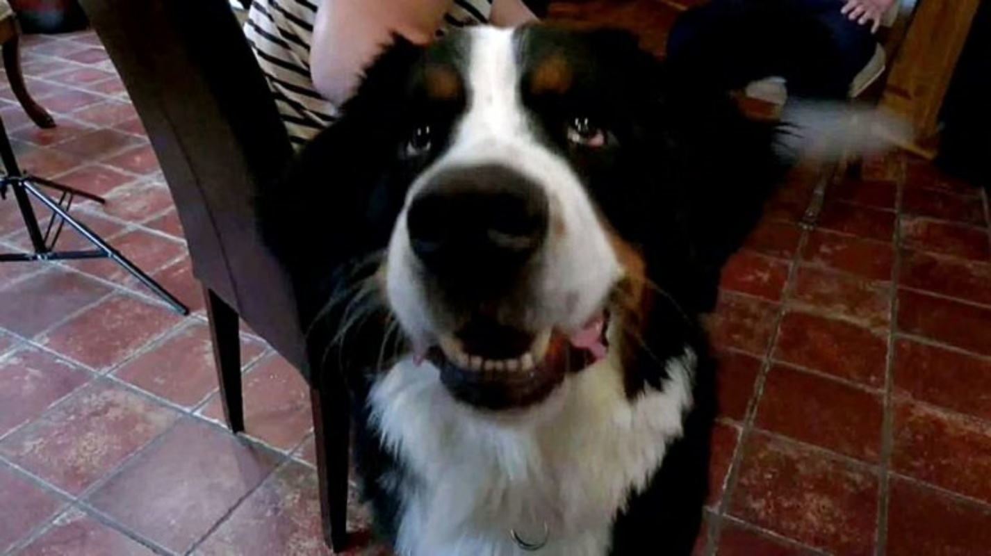 Monty, il bovaro bernese eroe che ha fatto arrestare un ladro