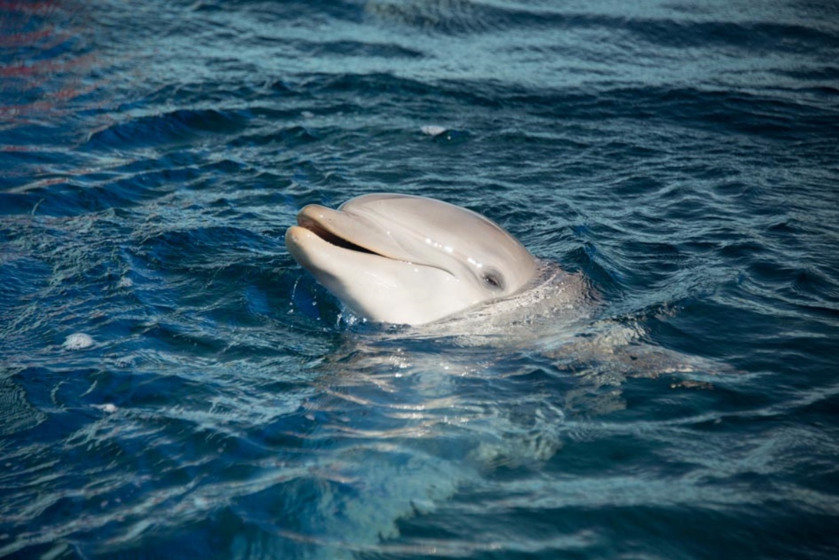 È morto Naù, il delfino dell’Acquario di Genova: il post su Facebook