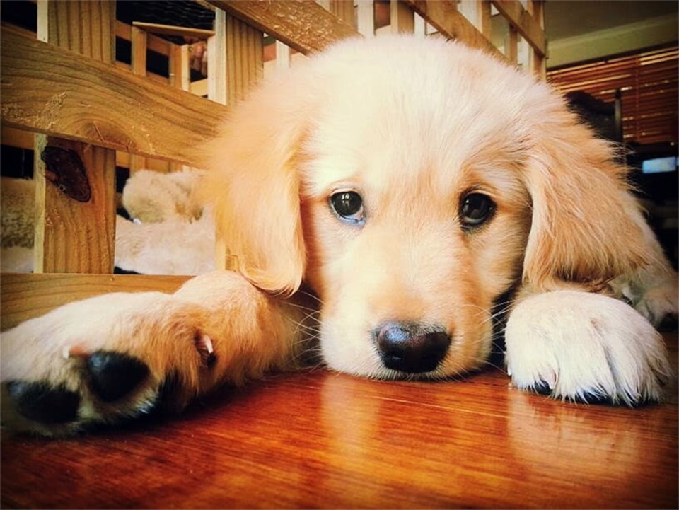 Oliver
