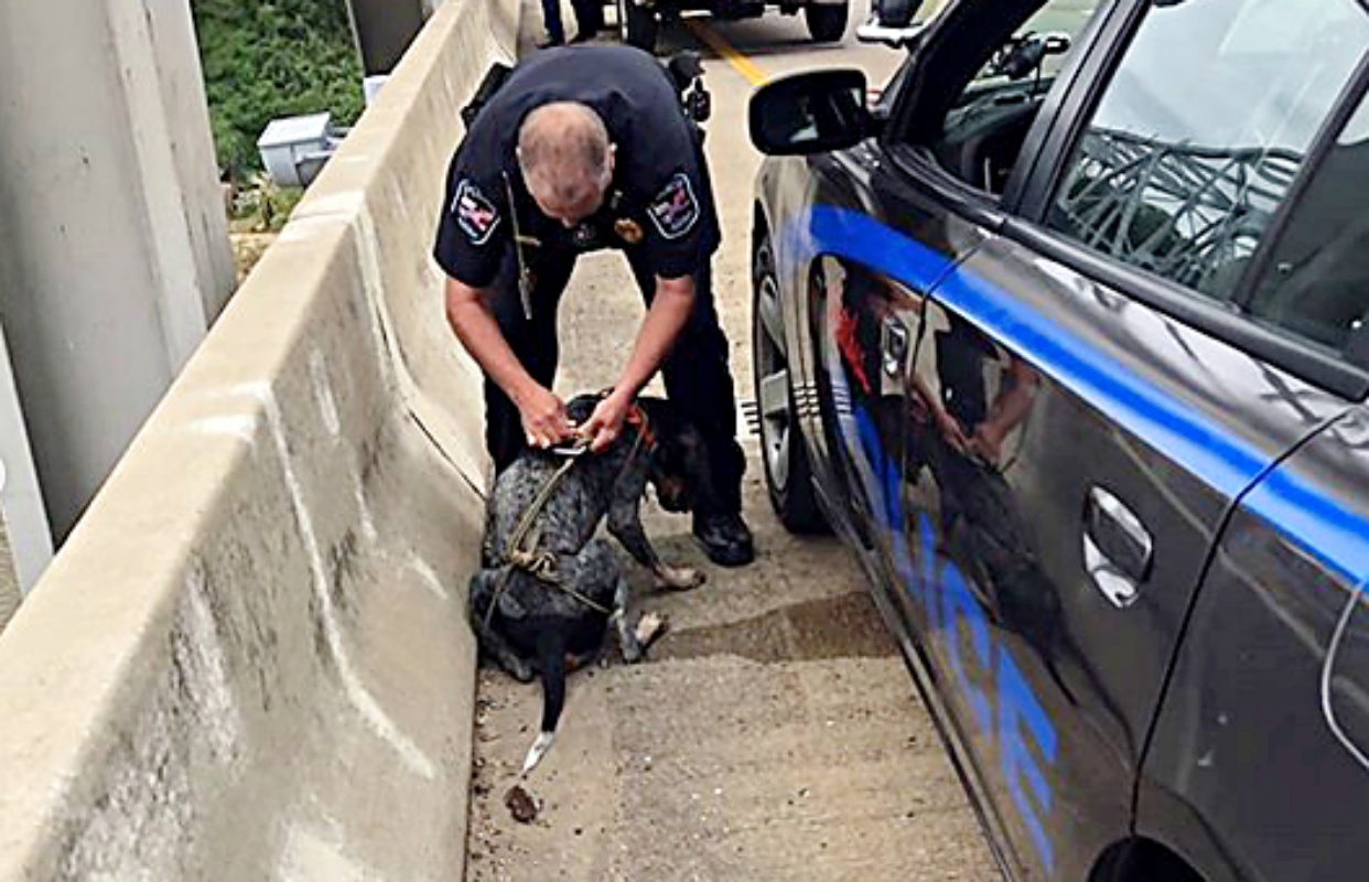 Poliziotto salva un cane bloccato sotto un ponte