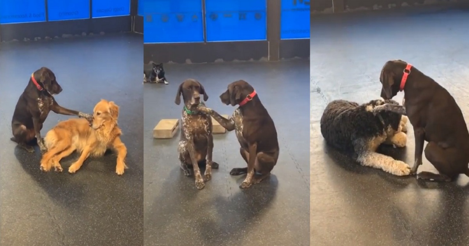 Ruby, la cagnolina che ama accarezzare gli altri cani