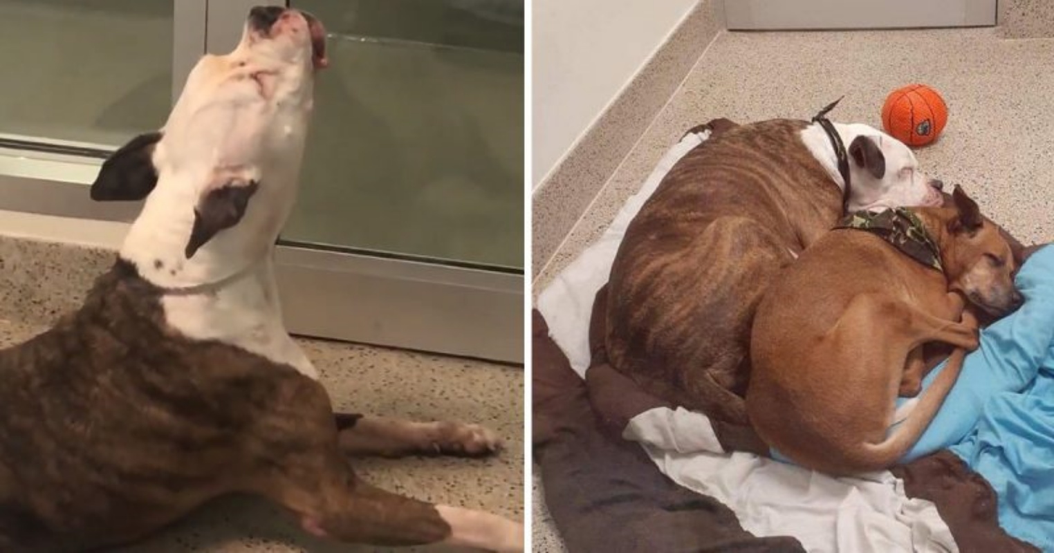 Cane piange nel rifugio: la storia di Schwabo e la separazione con Rocky