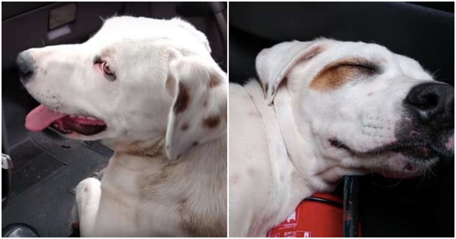 La storia di Thor: il cane che trova rifugio nell’auto di uno sconosciuto