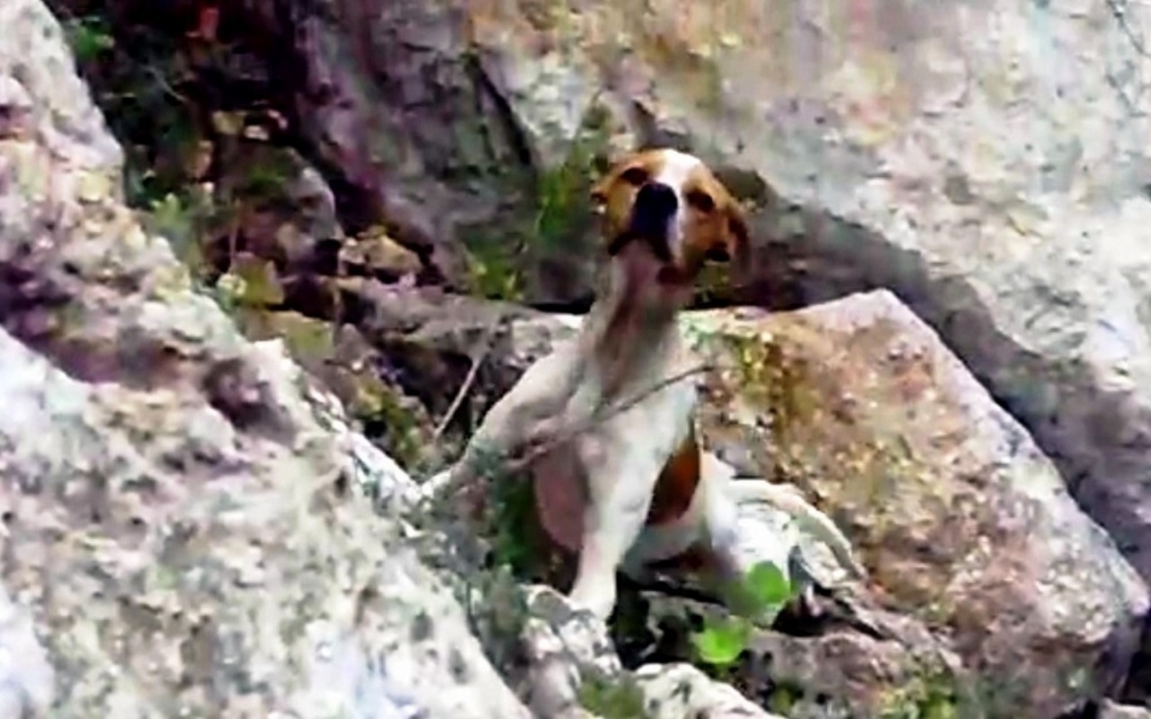 La storia di Thumbelina, la cagnolina abbandonata ad un triste destino