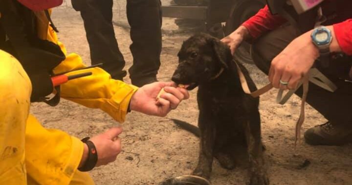 Trooper, il cagnolino salvato dai Vigili del Fuoco