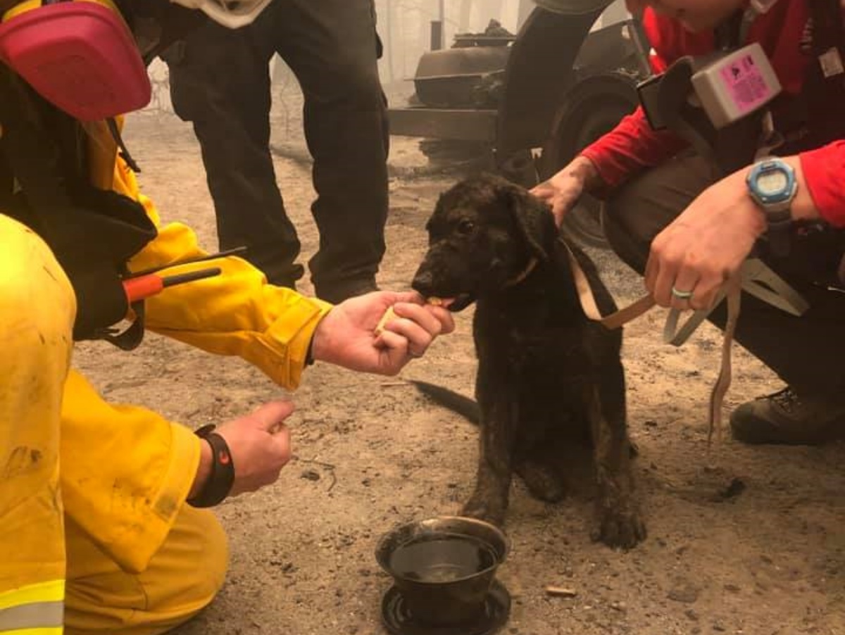 Trooper, il cagnolino salvato dai Vigili del Fuoco