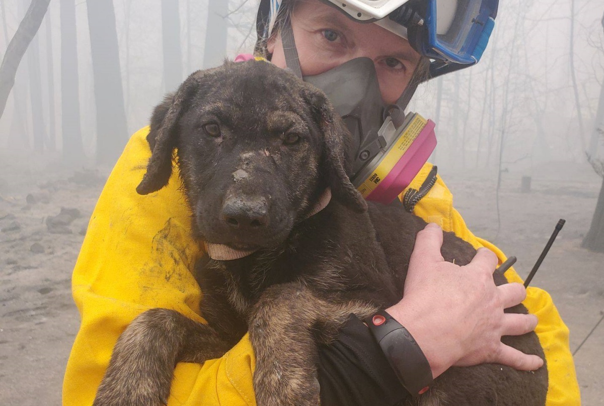 Trooper, il cagnolino salvato dai Vigili del Fuoco