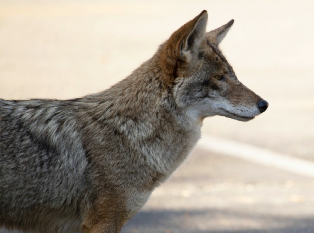 Zoey e l'attacco del coyote