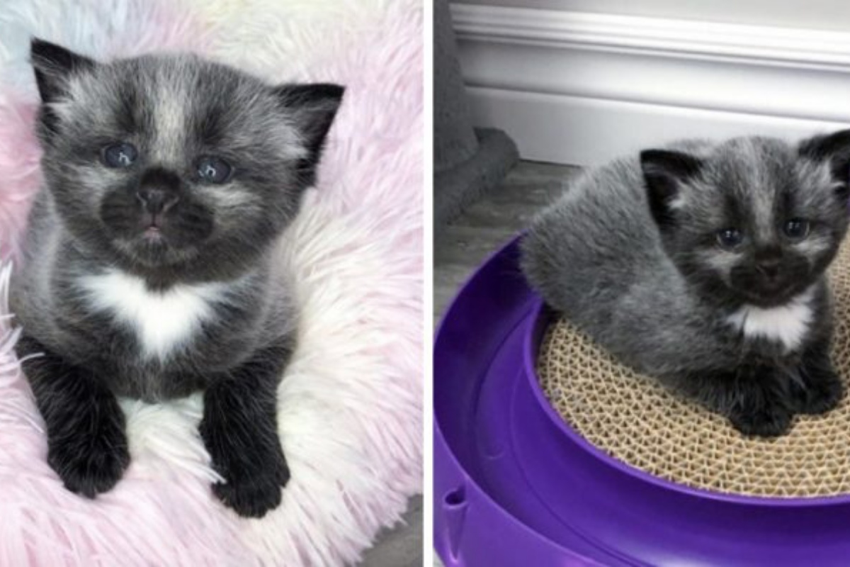 Il salvataggio di Janie, la gattina trovata abbandonata