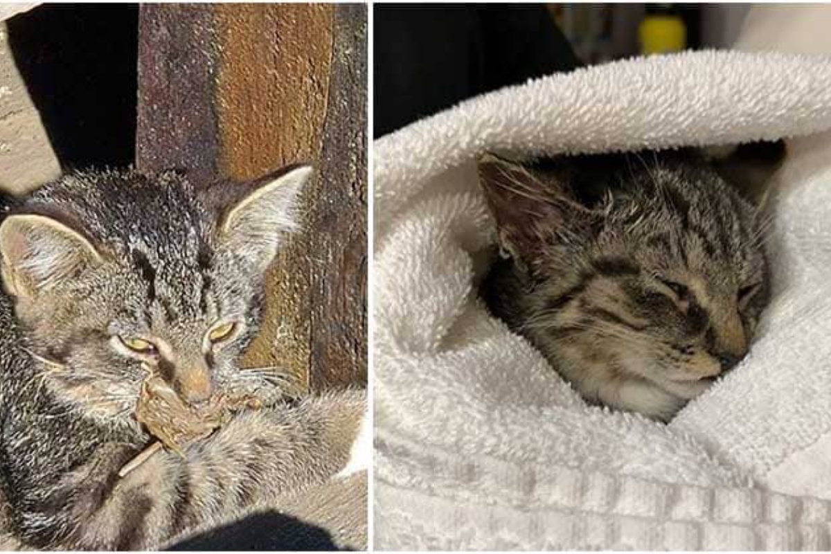 Abbandonato gattino di 8 settimane: ora è ricoverato