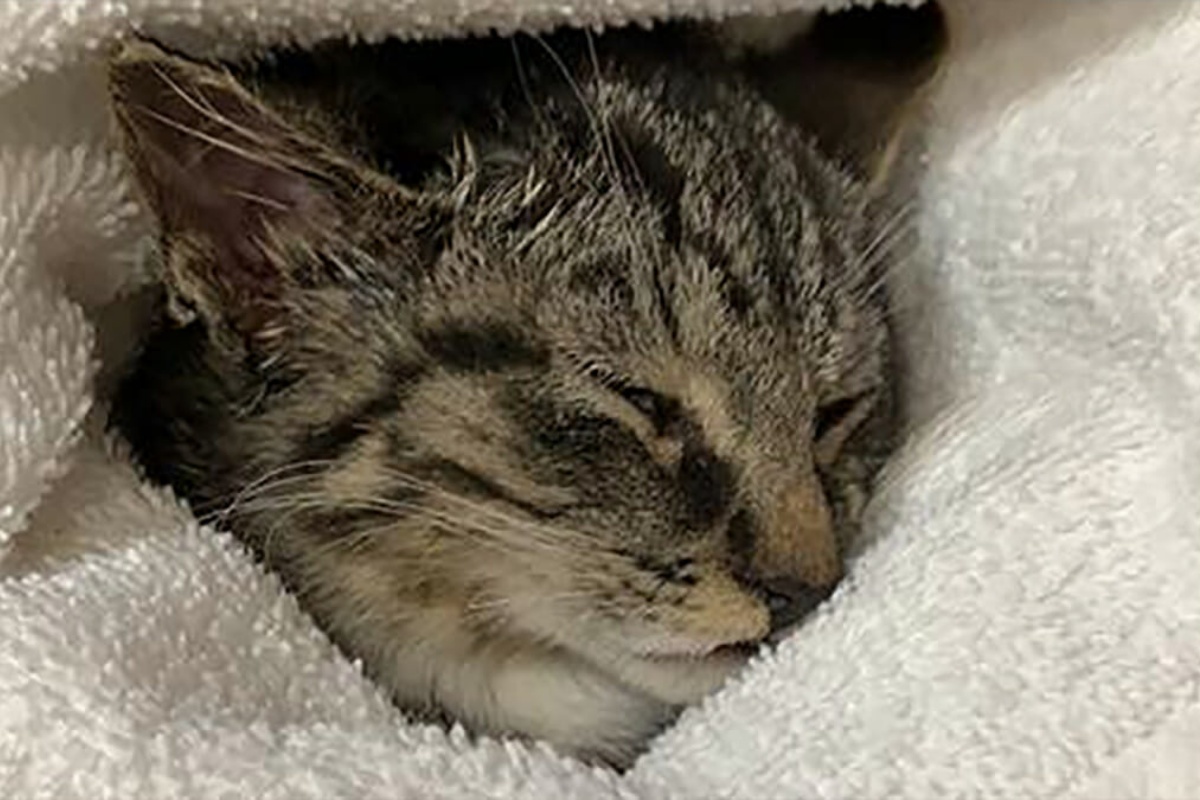 abbandonato gattino