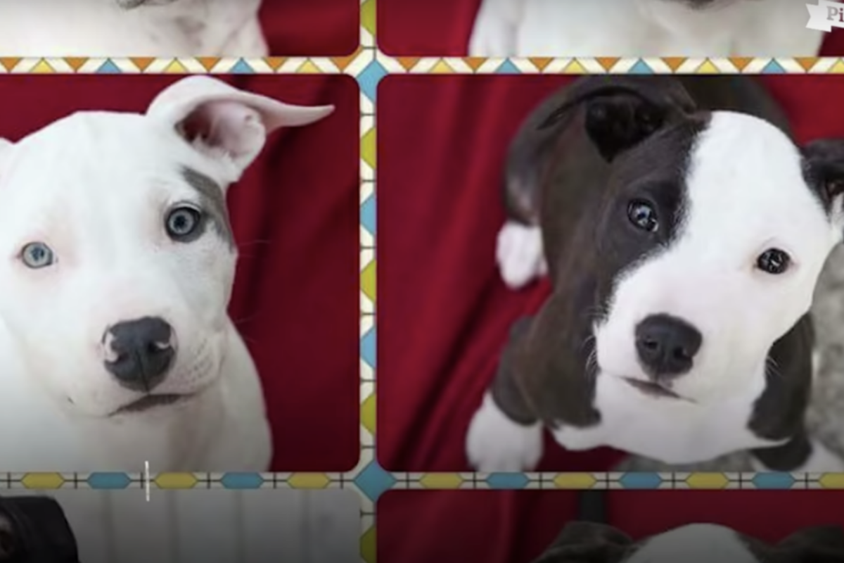 L’adozione di Keiko e Niko: 2 cani traumatizzati