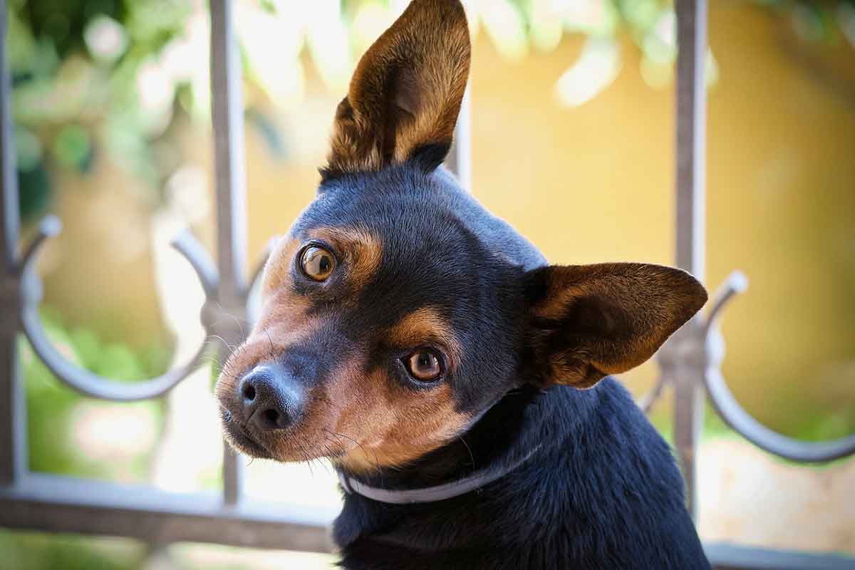 Anche il cucciolo fa l’occhiolino e commuove il web