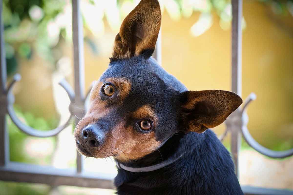 Cane che si fa fotografare