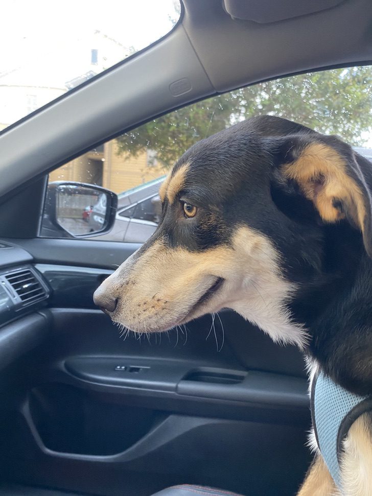 Cagnolino sorride con gli occhi