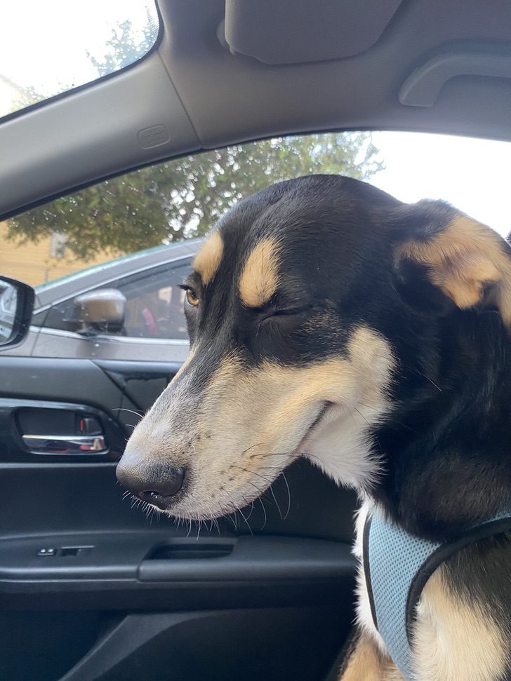 Cane fa l'occhiolino