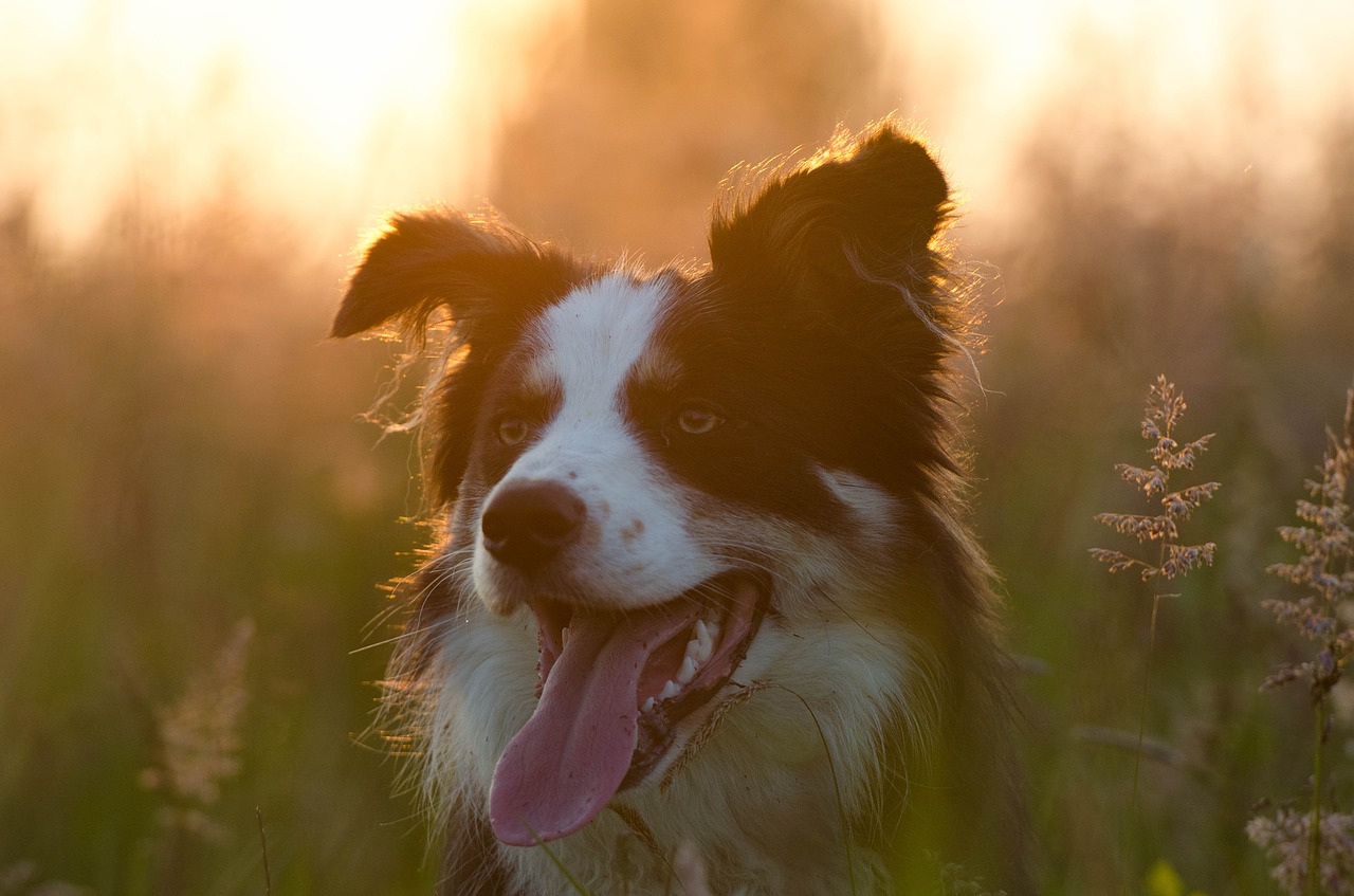 Cane azzanna bambina di 8 anni