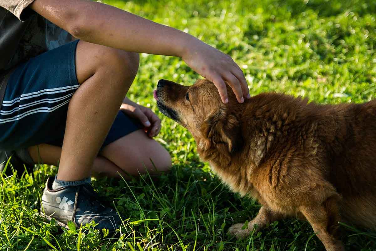 Bambino salva un cane