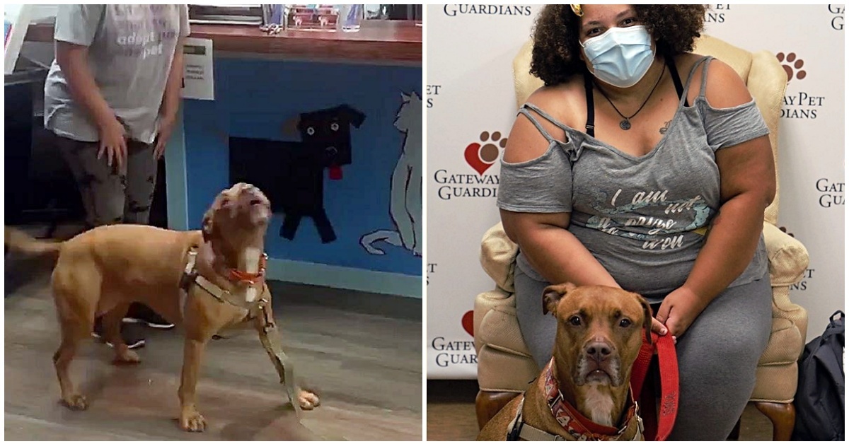Cane urla di gioia quando capisce di essere stato adottato: la storia di Bowie