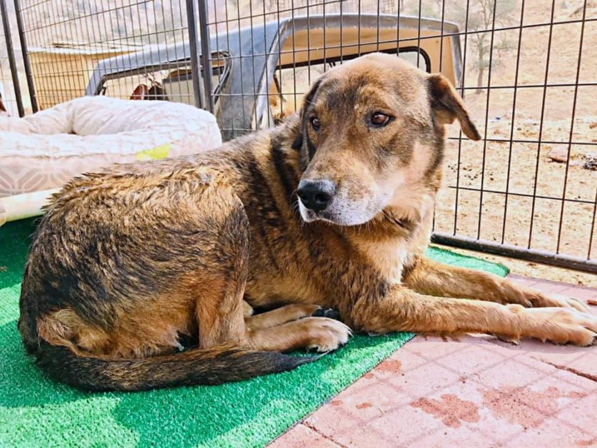 Tutta la sua famiglia è stata salvata, tranne lui: la storia del cane Brown