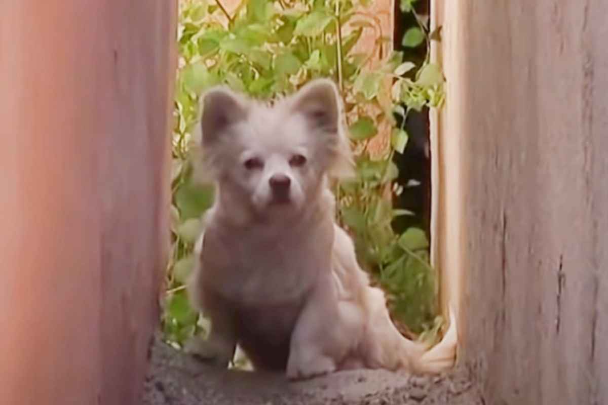 cagnolina abbandonata