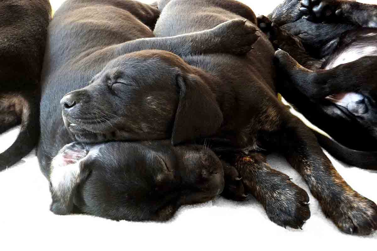 Cagnolina partorisce da sola