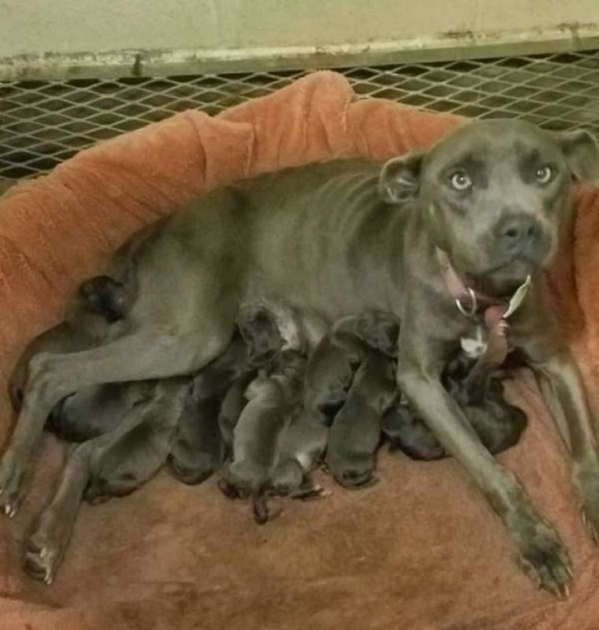 Libby e i suoi cuccioli