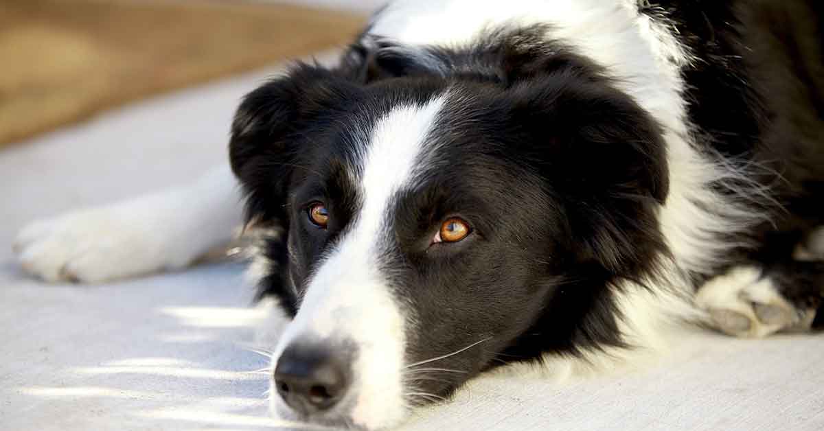 Cane abbandonato in mezzo alla strada