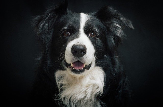 Cane bianco e nero lasciato da solo