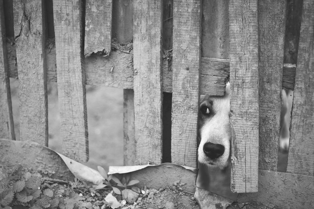 Il cucciolo nascosto per la paura