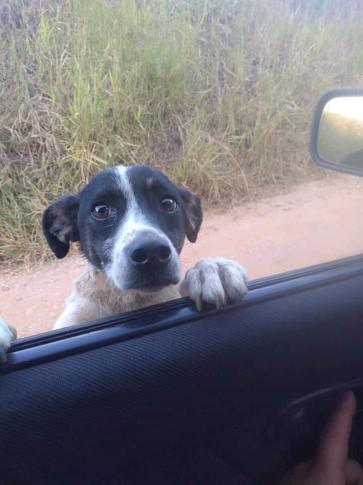 Cucciolo al finestrino dell'auto