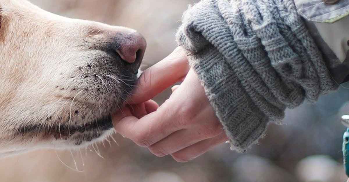 Cane abbandonato tra i rifiuti, per lui un lieto fine