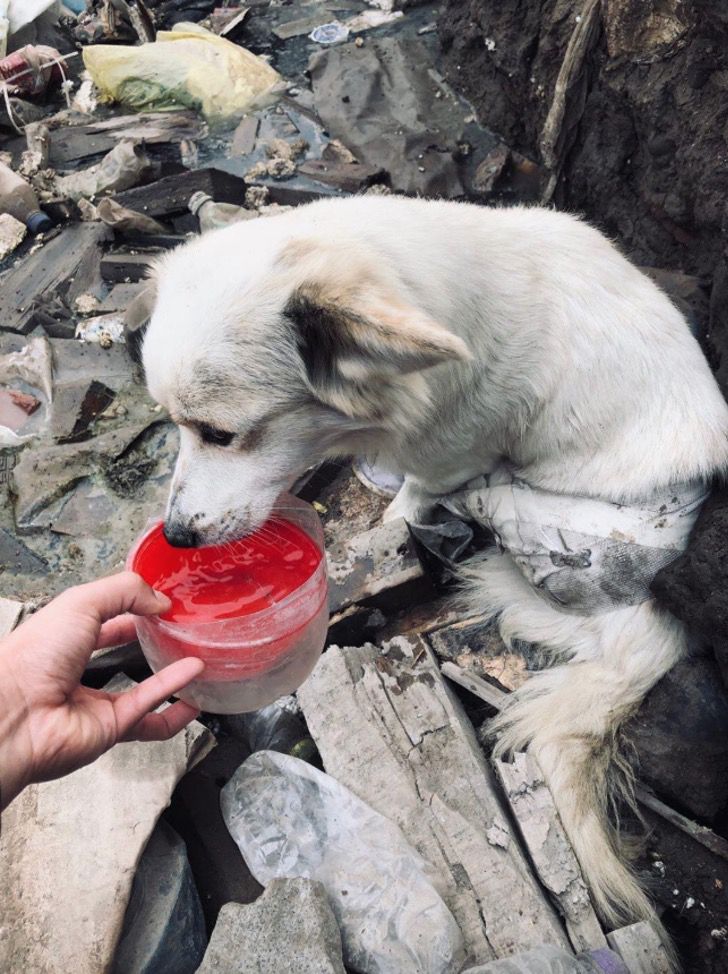 Acqua al cane assetato