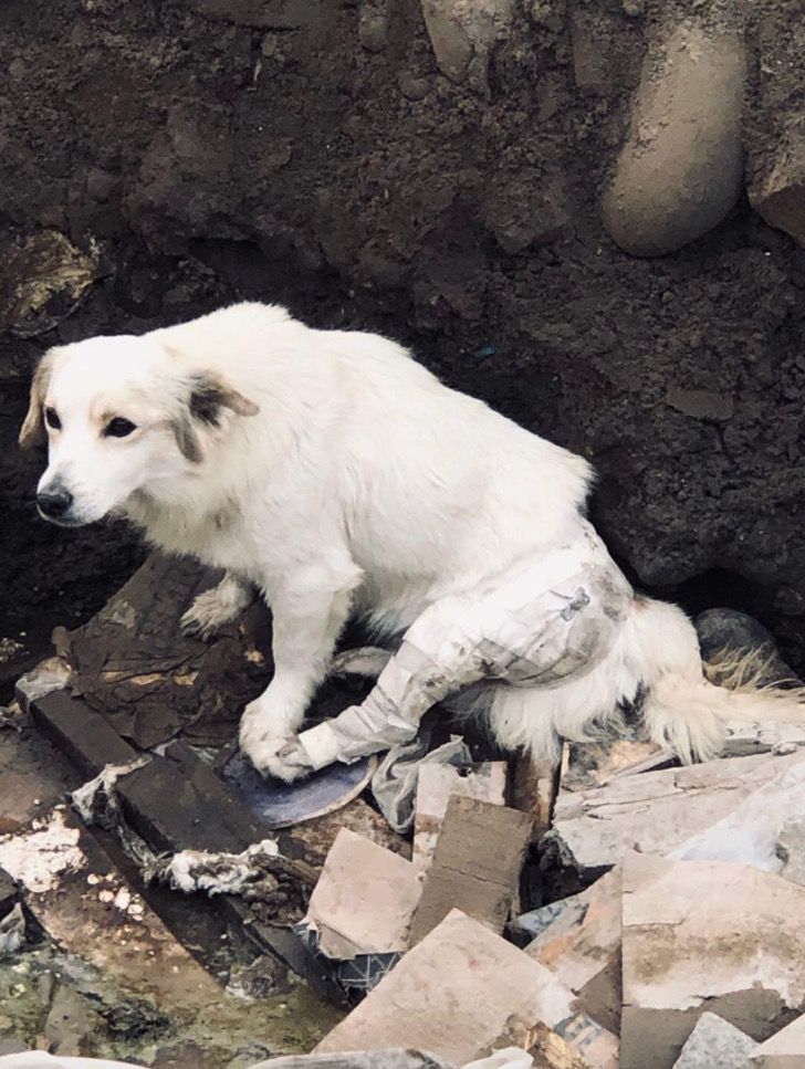 Il cane con la zampa ferita