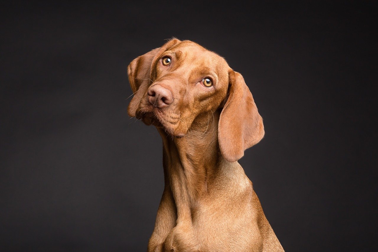 Adottare un cane in difficoltà